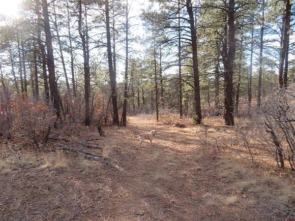 1.07 Acres of Residential Land for Sale in Pagosa Springs, Colorado