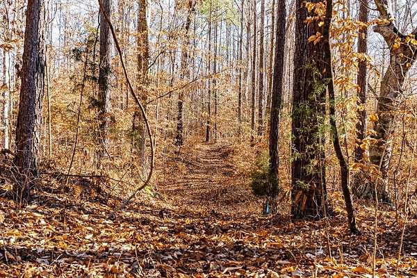 12 Acres of Recreational & Residential Land for Sale in Abbeville, South Carolina