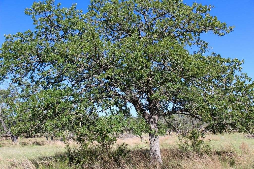 8.53 Acres of Residential Land for Sale in Harper, Texas