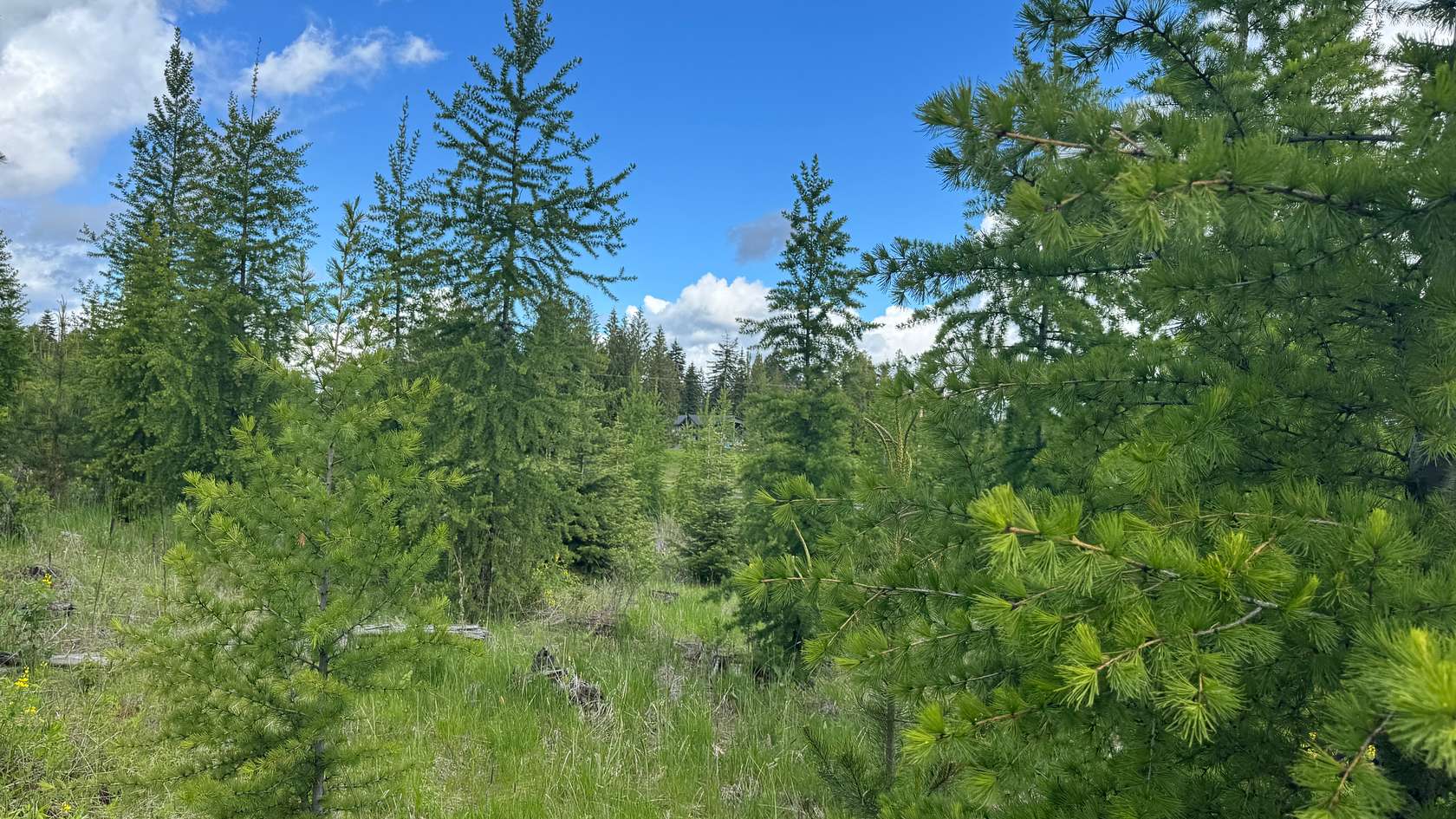 11 Acres of Recreational Land & Farm for Sale in Orofino, Idaho