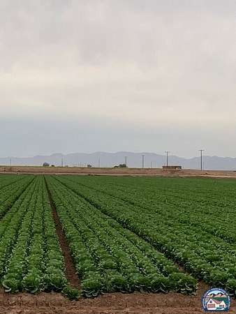 80 Acres of Agricultural Land for Sale in Westmorland, California