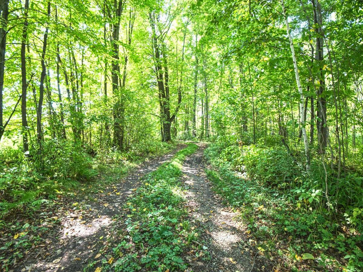 58.9 Acres of Recreational Land for Sale in Sheldon, Wisconsin