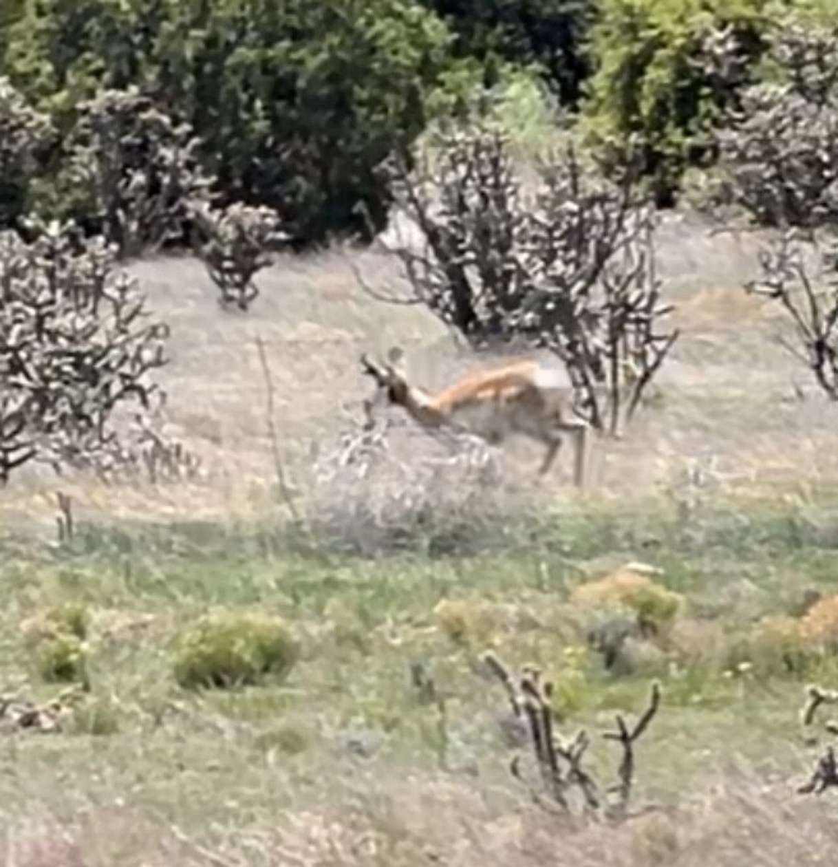 80 Acres of Recreational Land with Home for Sale in Mountainair, New Mexico