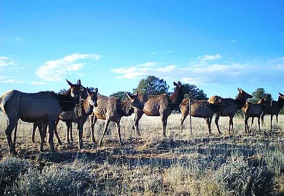 640 Acres of Recreational Land & Farm for Sale in Ramah, New Mexico