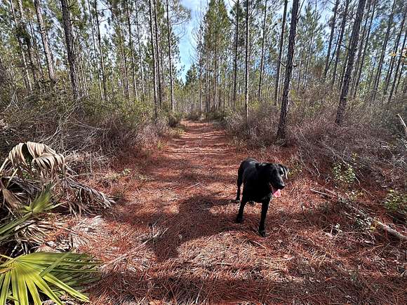 73.52 Acres of Recreational Land & Farm for Sale in Lake City, Florida