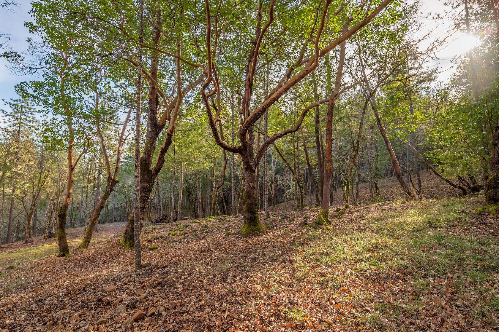 2.52 Acres of Residential Land for Sale in Grants Pass, Oregon