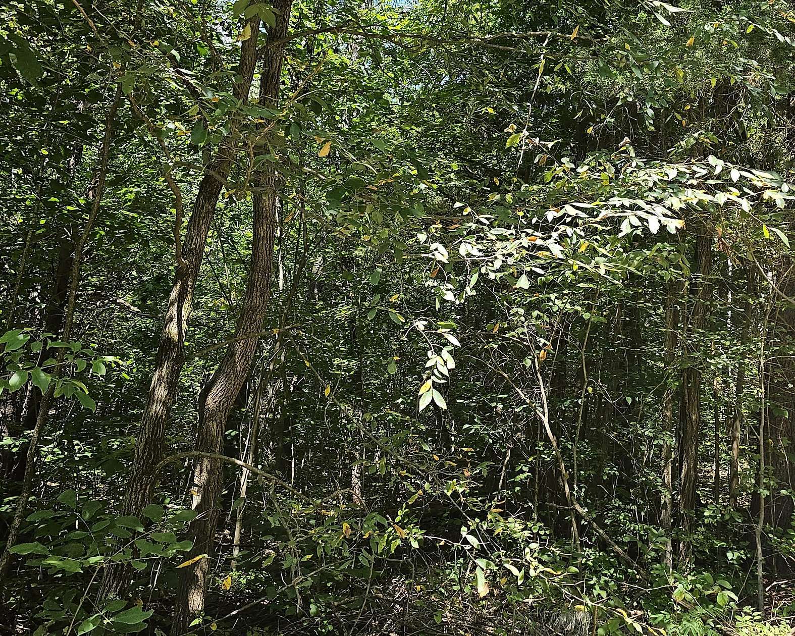 11 Acres of Land for Sale in Hartford, Tennessee