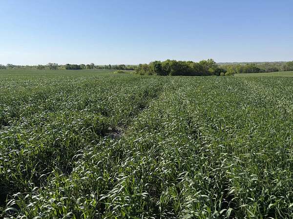 40 Acres of Land for Sale in Ford City, Missouri