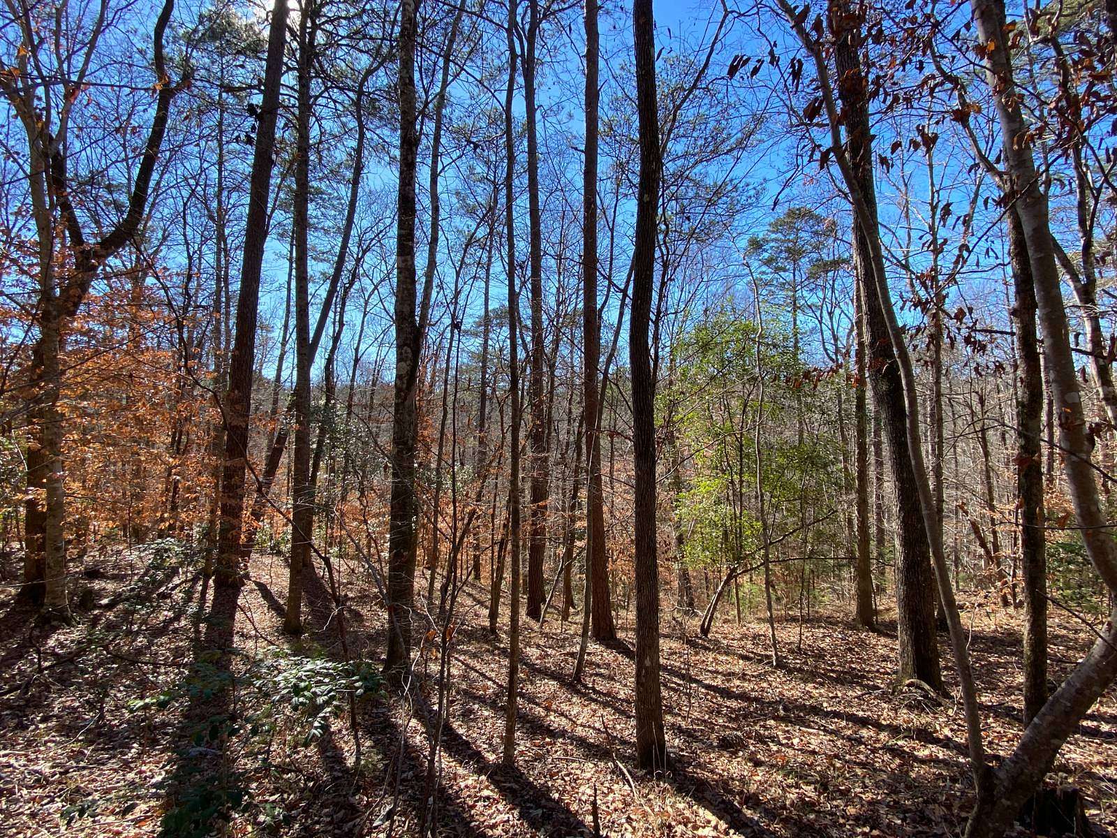 105 Acres of Recreational Land for Sale in Tunnel Springs, Alabama