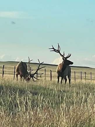 51.98 Acres of Recreational Land for Sale in Ojo Feliz, New Mexico