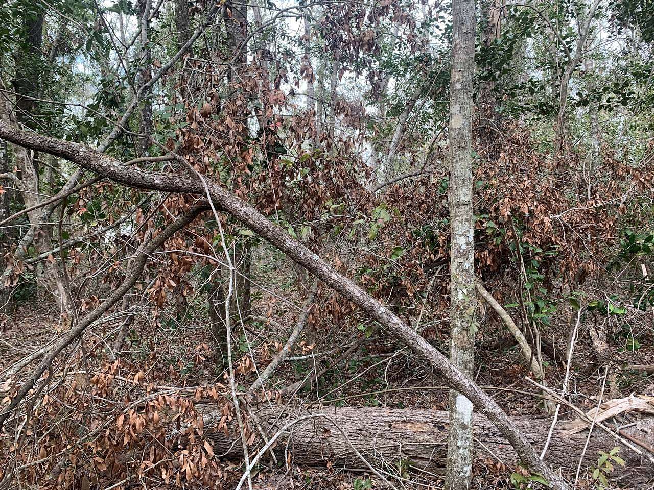 Residential Land for Sale in Live Oak, Florida