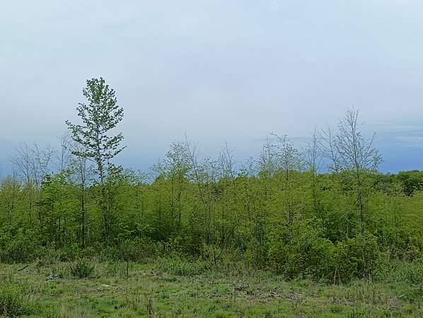 40 Acres of Recreational Land & Farm for Sale in Butternut, Wisconsin