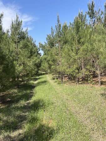 40 Acres of Recreational Land for Sale in Doddridge, Arkansas