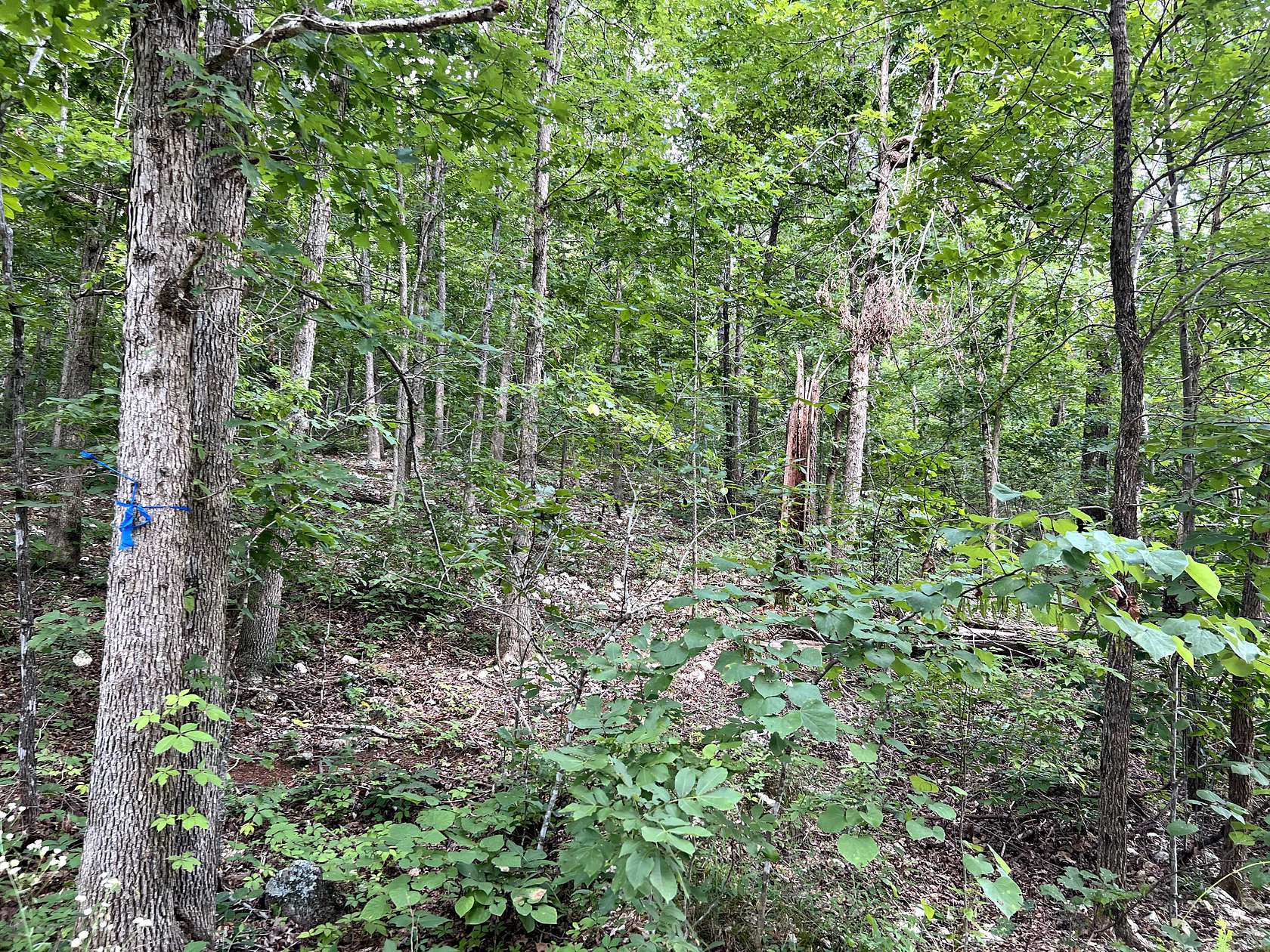 6 Acres of Land for Sale in Mammoth Spring, Arkansas