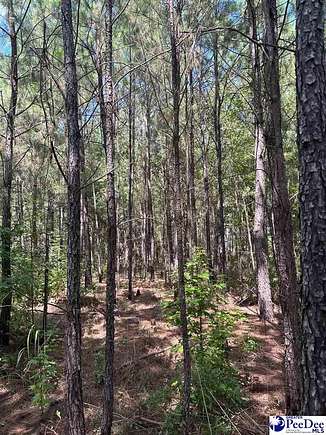 13 Acres of Recreational Land for Sale in Andrews, South Carolina