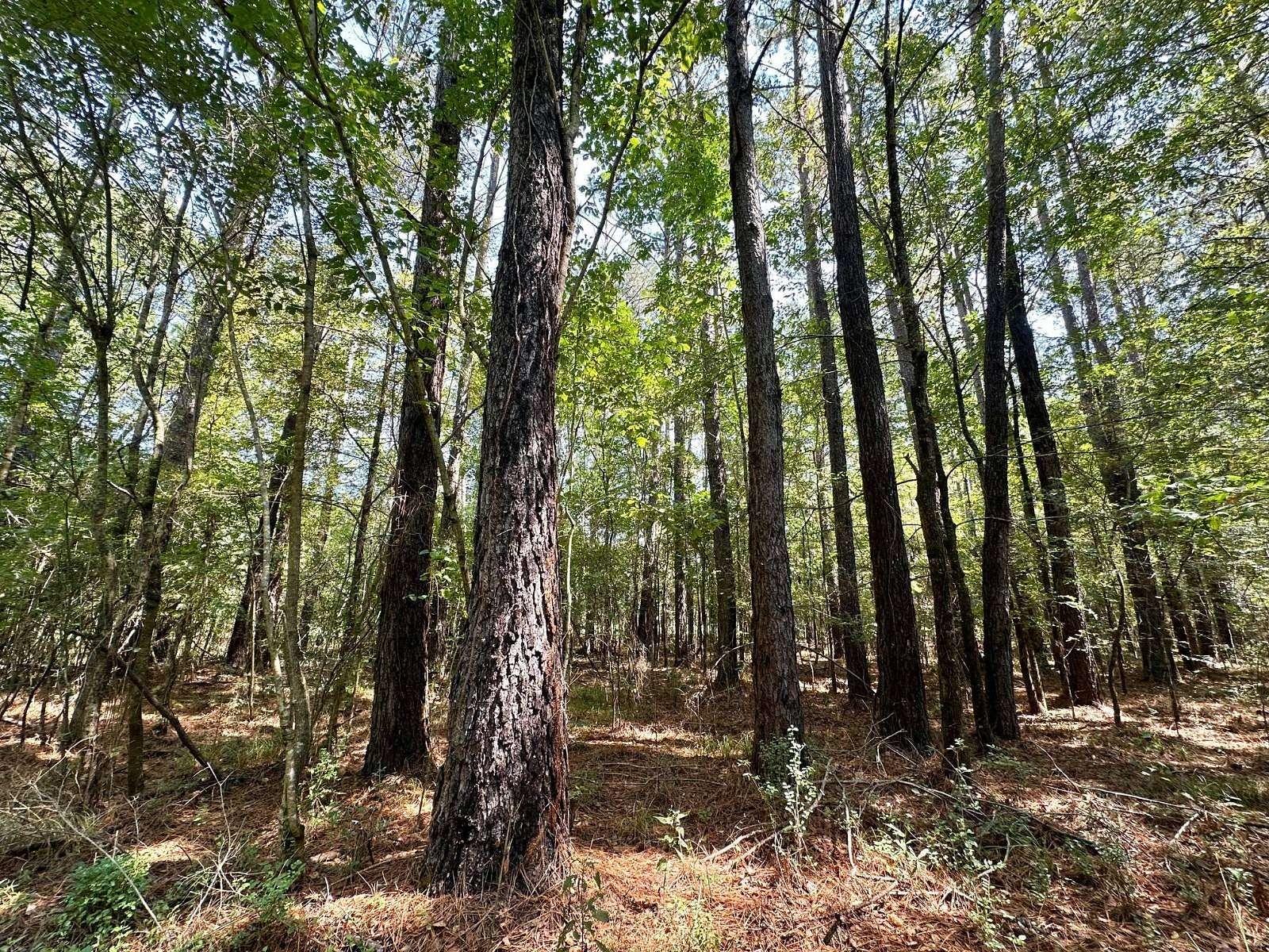 180 Acres of Recreational Land for Sale in Pulaski, Mississippi