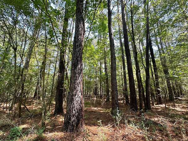 180 Acres of Recreational Land for Sale in Pulaski, Mississippi