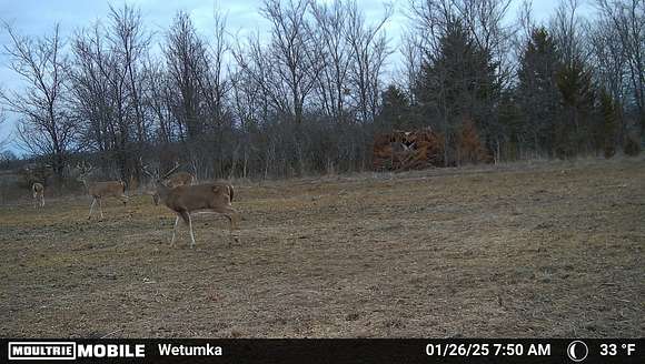 58 Acres of Recreational Land for Sale in Wetumka, Oklahoma