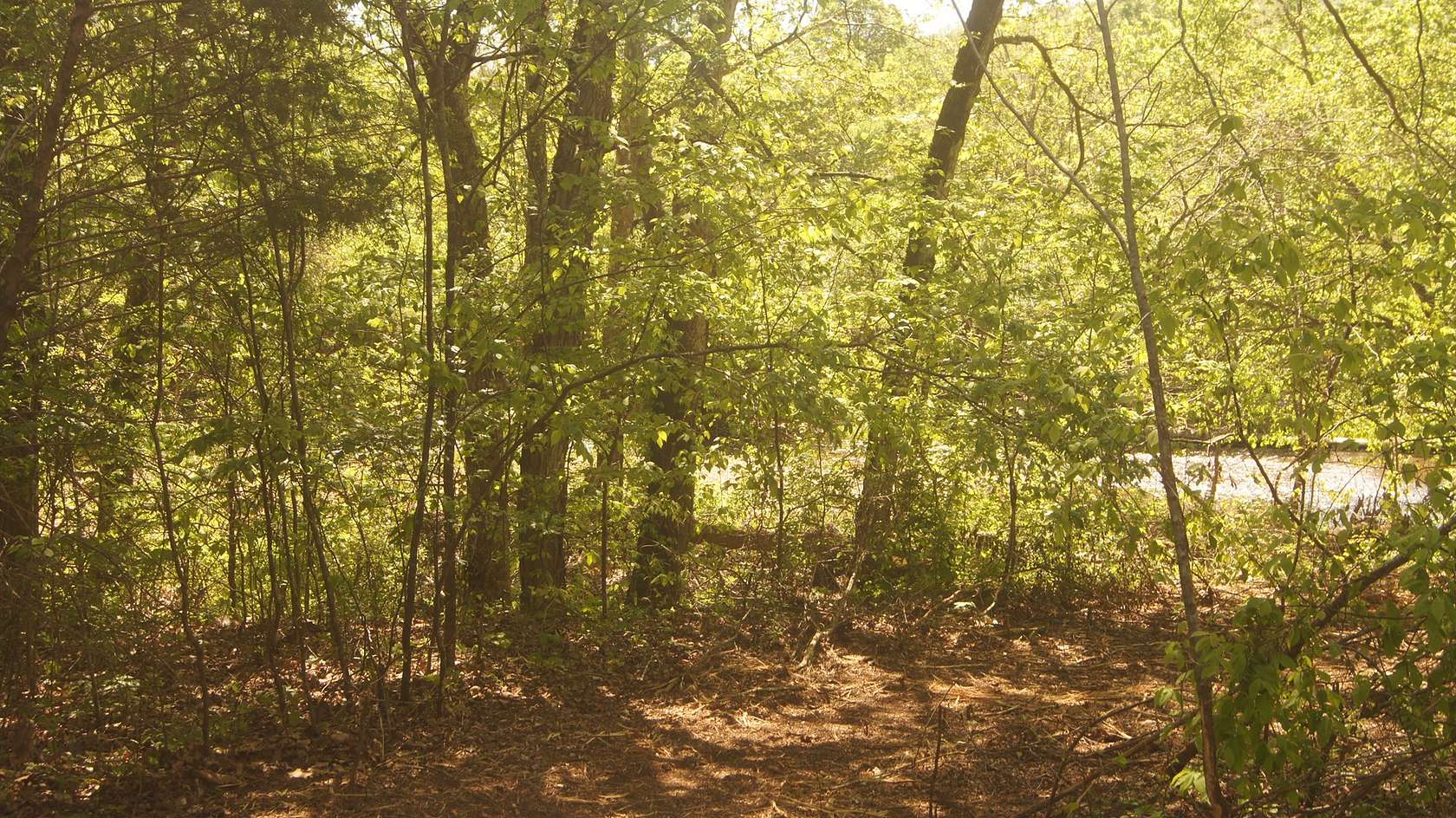 5 Acres of Land for Sale in Williford, Arkansas