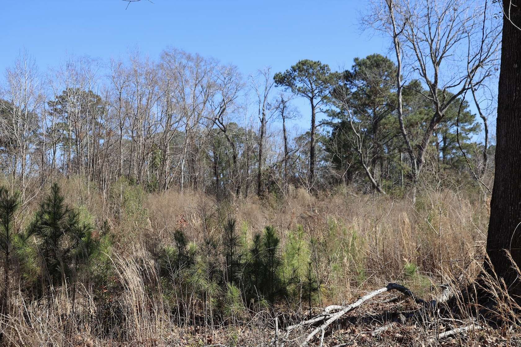 2 Acres of Residential Land for Sale in Mount Pleasant, South Carolina