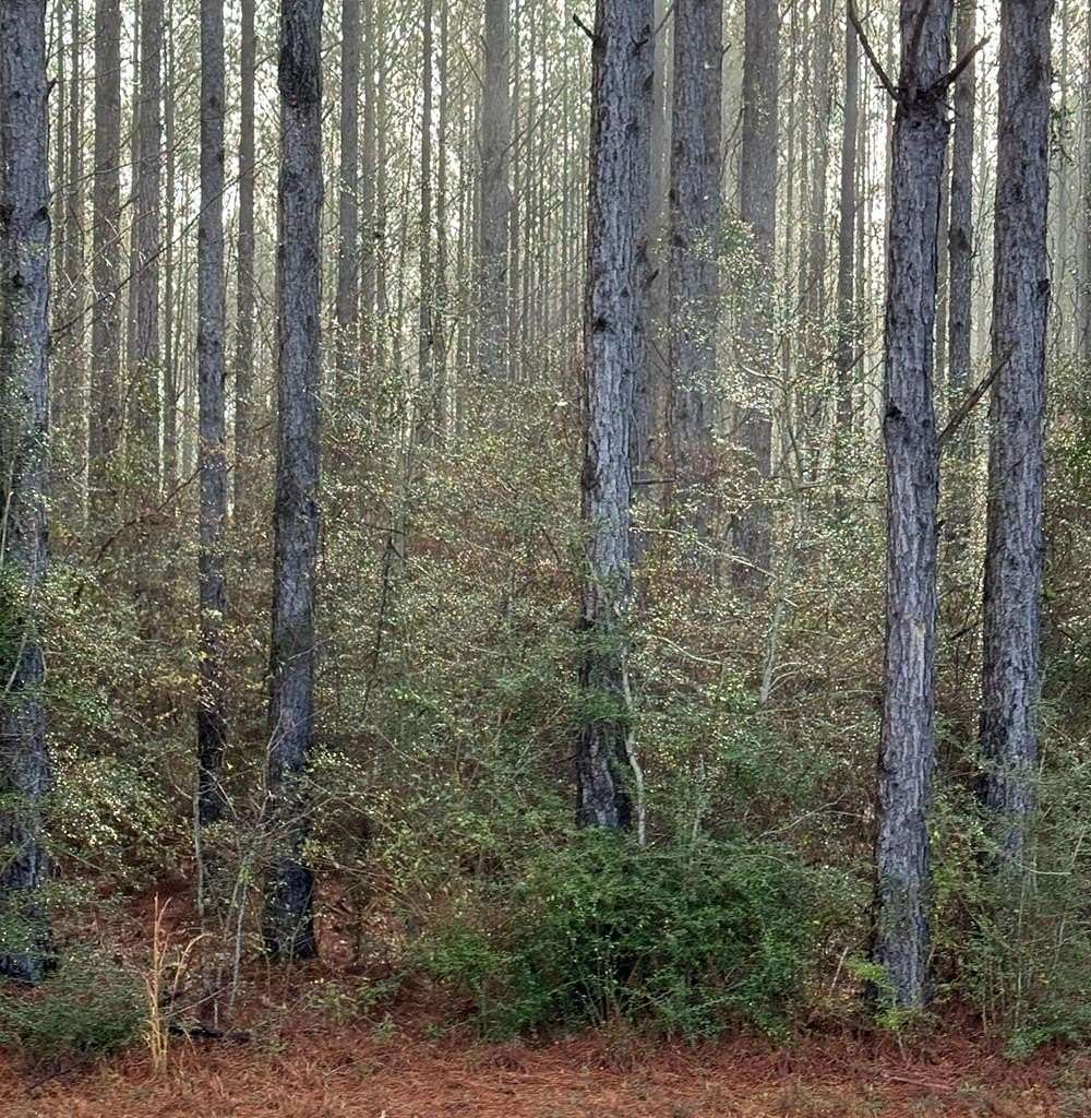 0.33 Acres of Land for Sale in Carriere, Mississippi