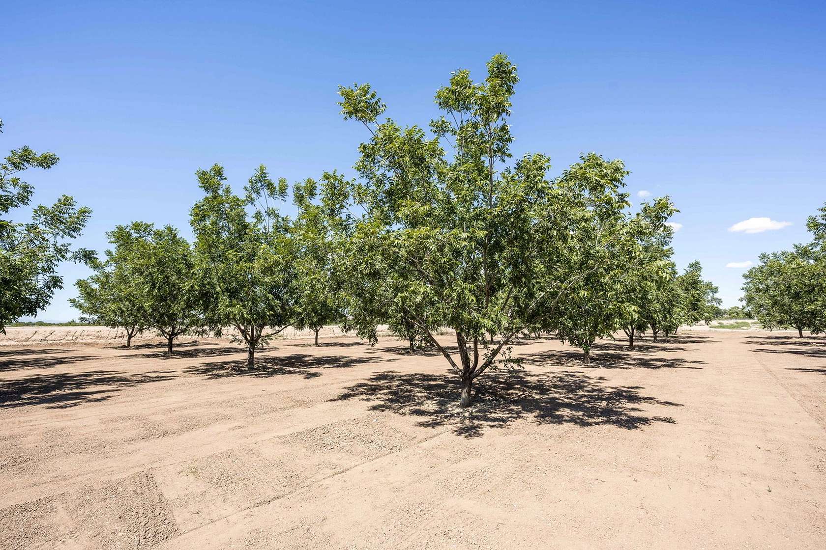 126 Acres of Land for Sale in Hatch, New Mexico