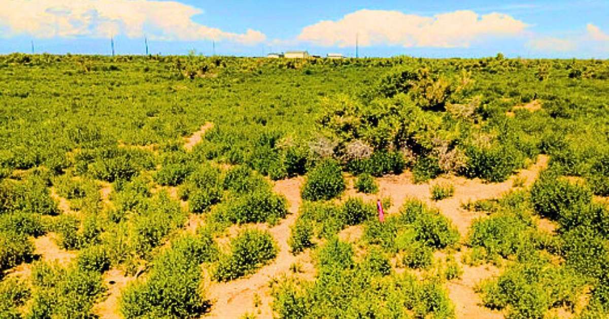 1.25 Acres of Residential Land for Sale in Alamosa, Colorado