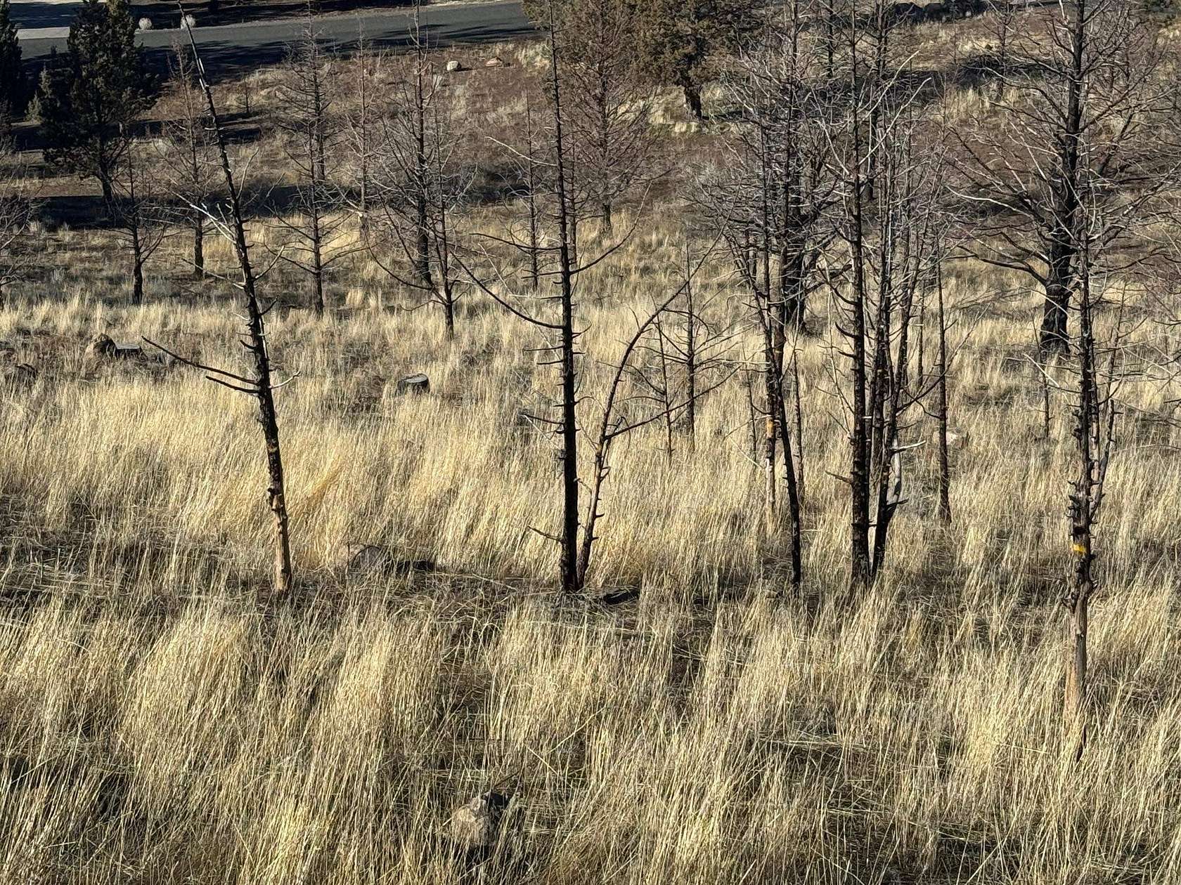 0.28 Acres of Residential Land for Sale in Weed, California