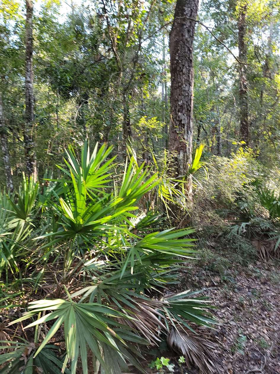 11.3 Acres of Recreational Land for Sale in Chiefland, Florida