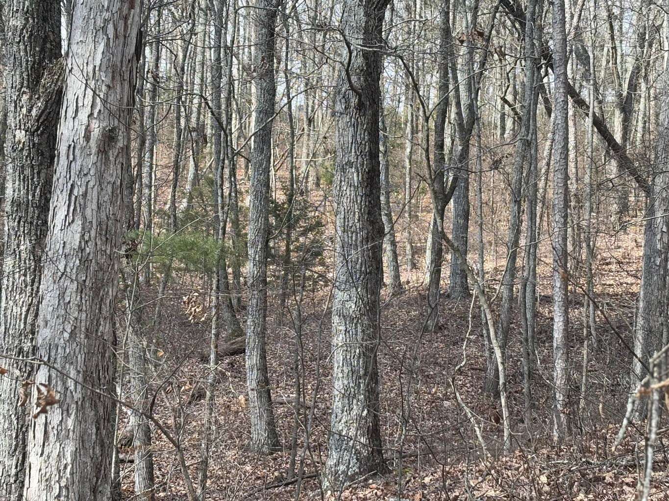 2.5 Acres of Residential Land for Sale in Ringgold, Georgia