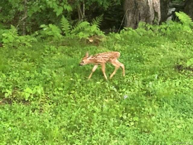 11.1 Acres of Land for Sale in Eldred, New York