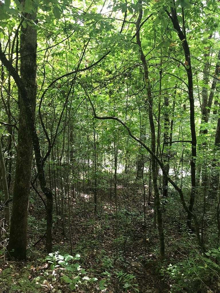 Residential Land for Sale in Topton, North Carolina