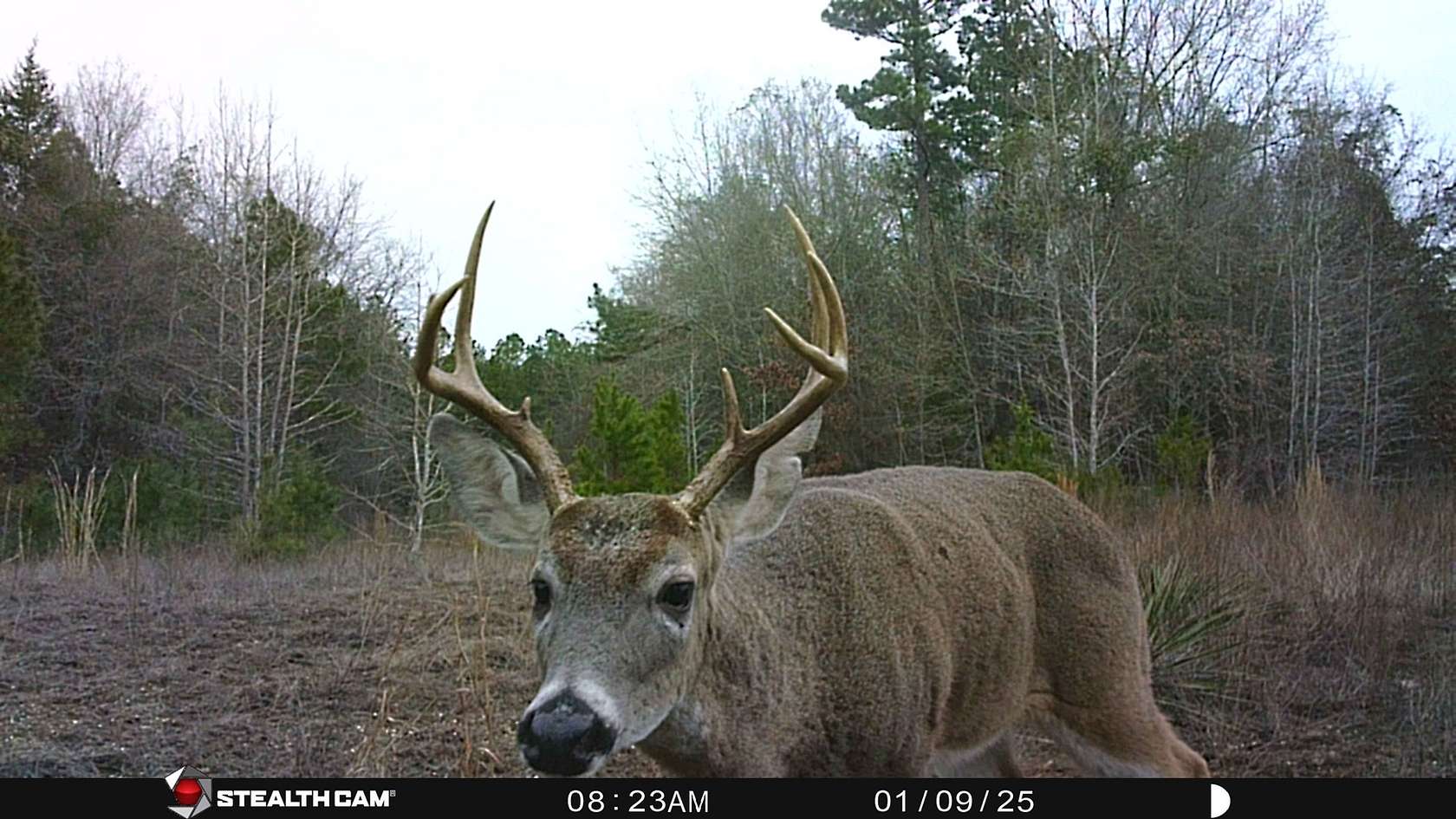 105 Acres of Land for Sale in Hallsville, Texas