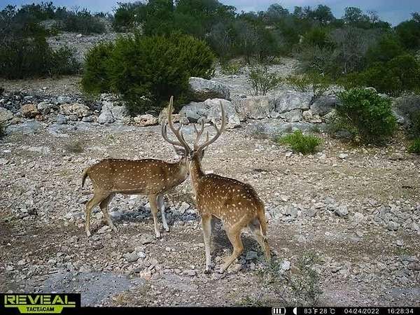 34.3 Acres of Land for Sale in Rocksprings, Texas