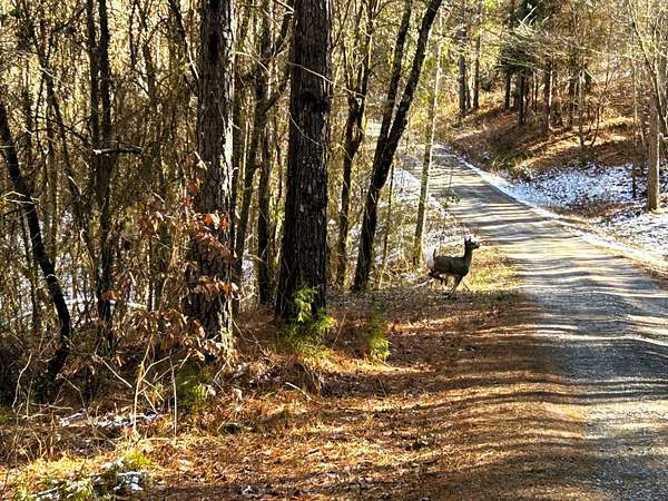 6.45 Acres of Residential Land for Sale in Decatur, Tennessee