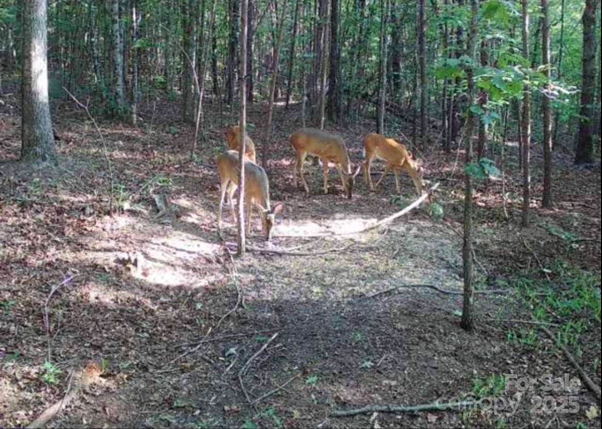 110 Acres of Recreational Land for Sale in Nebo, North Carolina