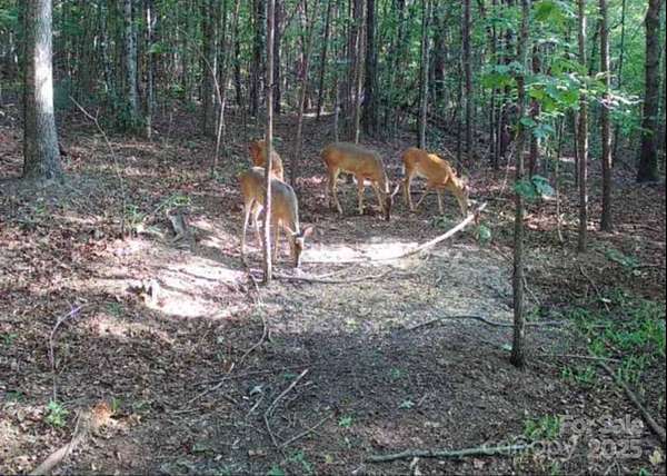 110 Acres of Recreational Land for Sale in Nebo, North Carolina