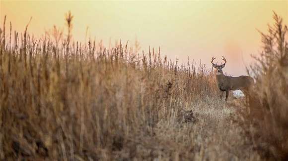 564 Acres of Land for Sale in Hooker, Oklahoma