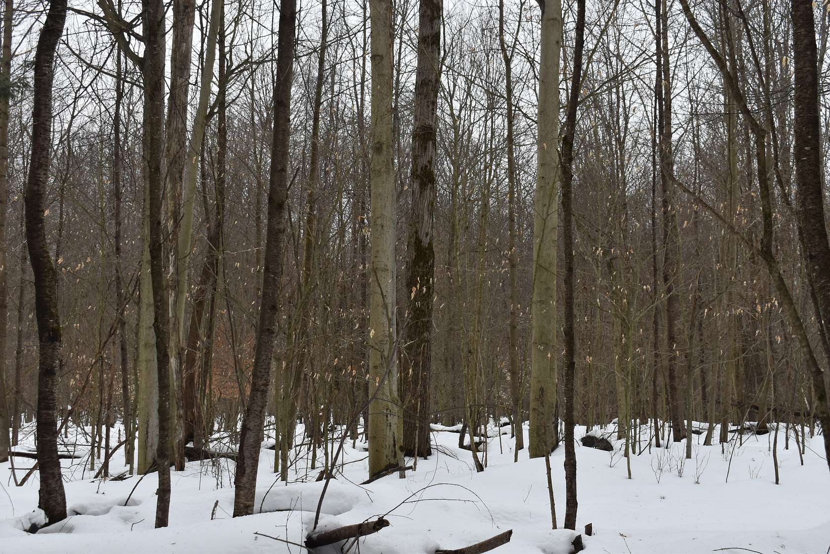 150 Acres of Recreational Land for Sale in Spring Creek, Pennsylvania