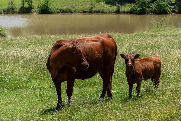 41.3 Acres of Land for Sale in Denison, Texas