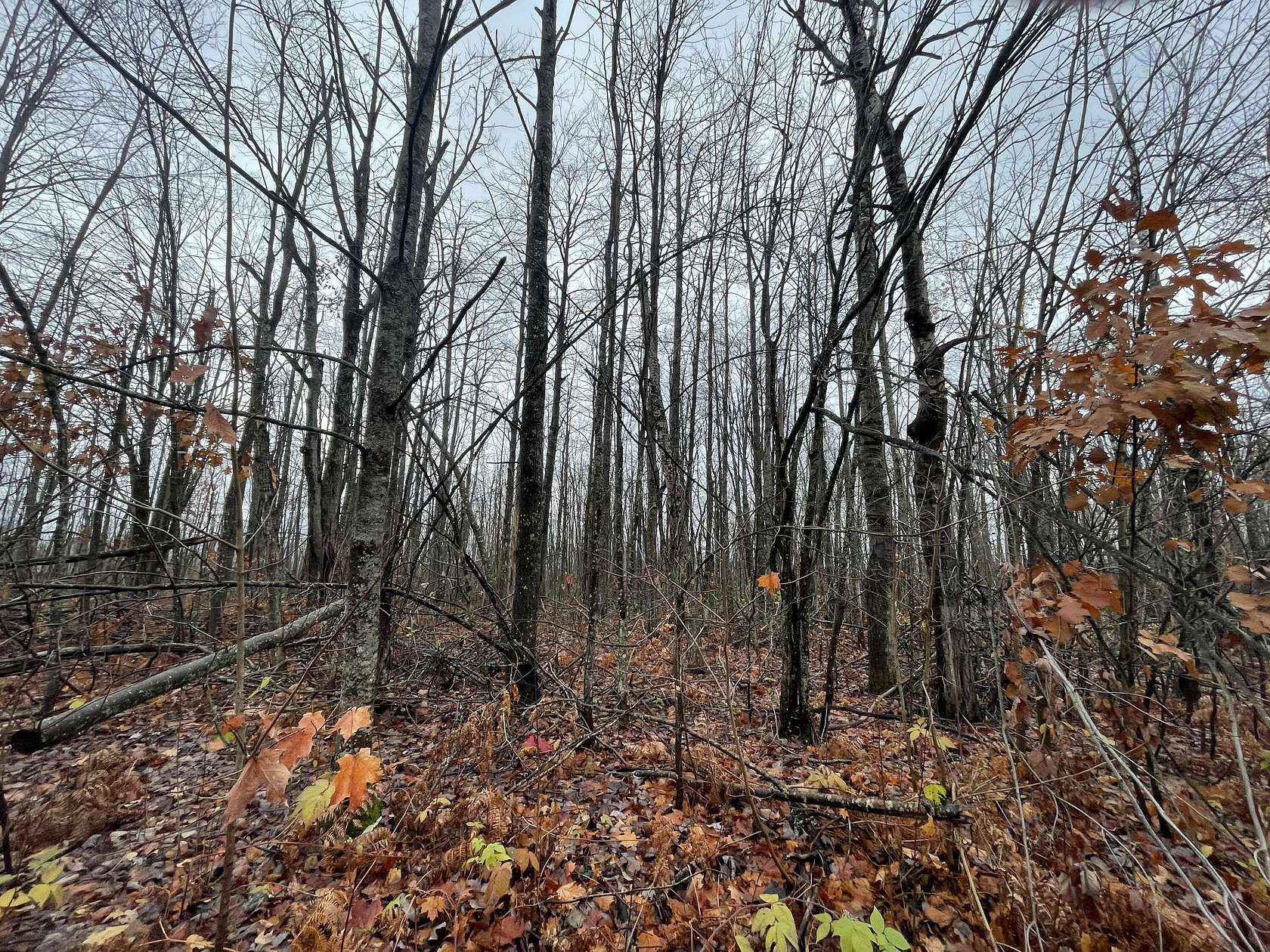 0.63 Acres of Residential Land for Sale in Elmira, Michigan