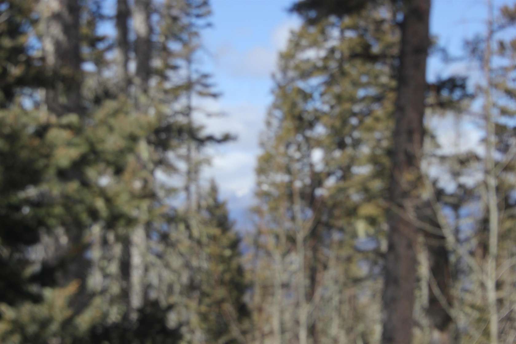 4.4 Acres of Residential Land for Sale in Angel Fire, New Mexico