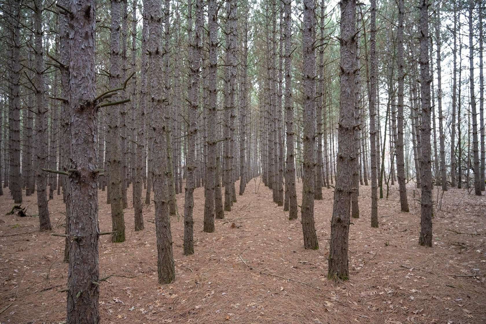 1.49 Acres of Residential Land for Sale in Arkdale, Wisconsin