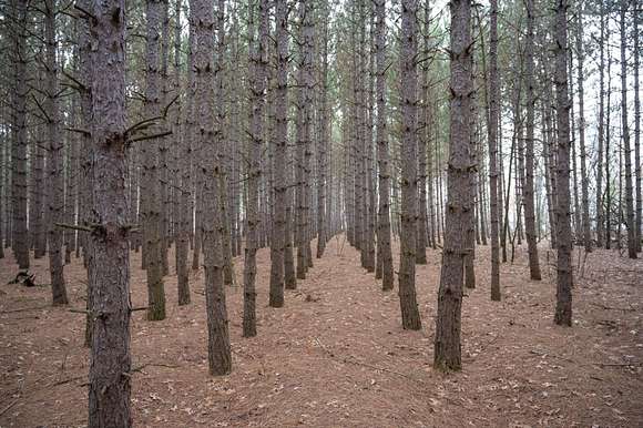 1.49 Acres of Residential Land for Sale in Arkdale, Wisconsin