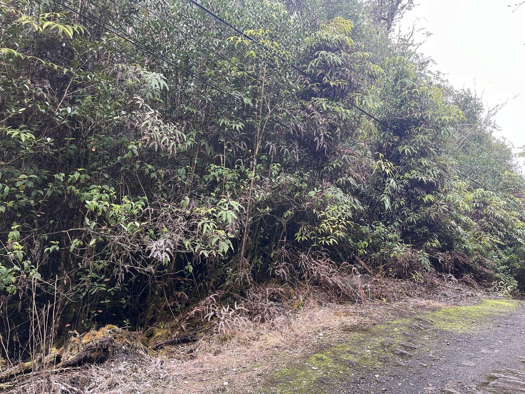 3 Acres of Residential Land for Sale in Mountain View, Hawaii