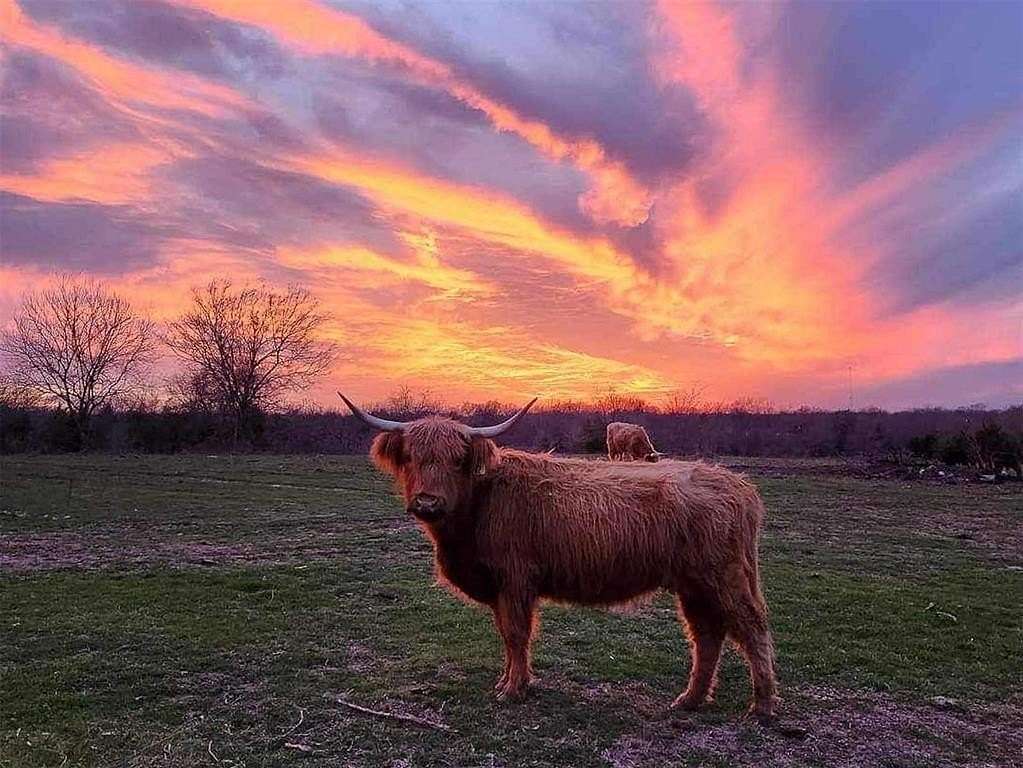 77.3 Acres of Agricultural Land for Sale in Campbell, Texas