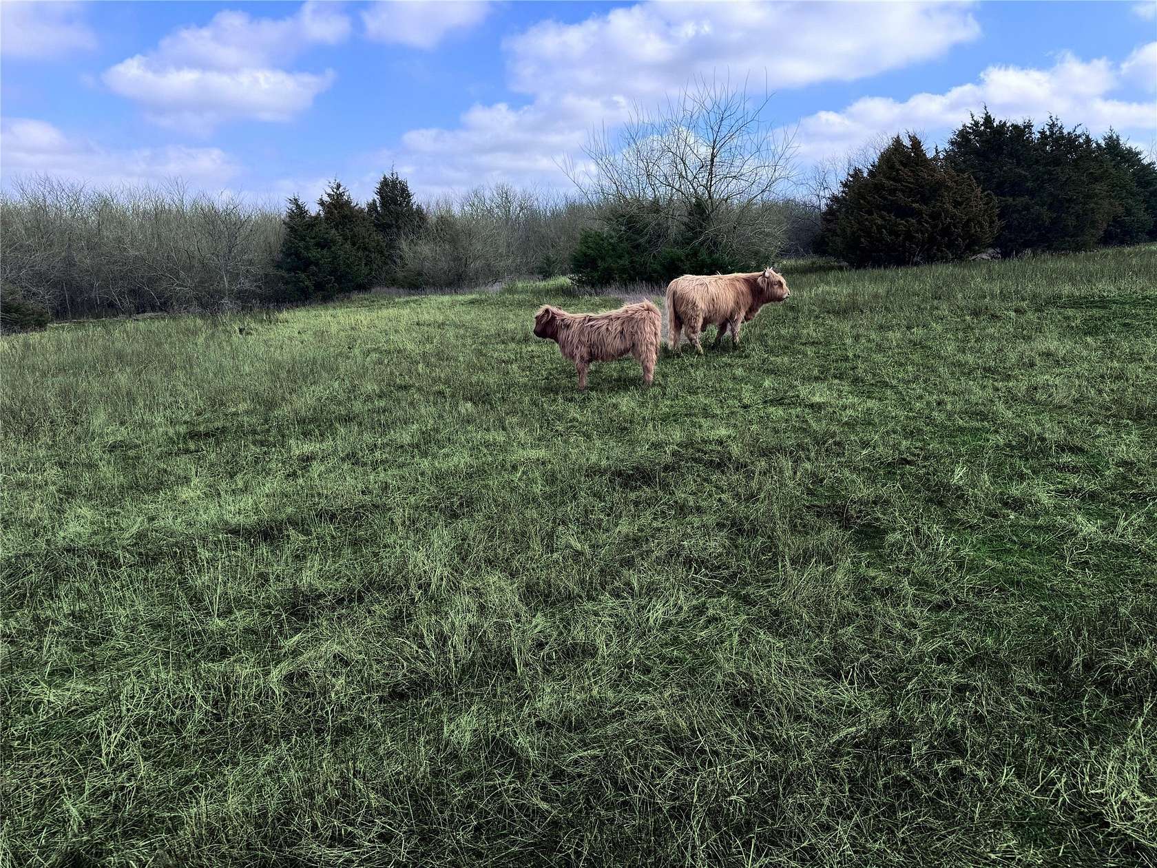 77.3 Acres of Land for Sale in Campbell, Texas