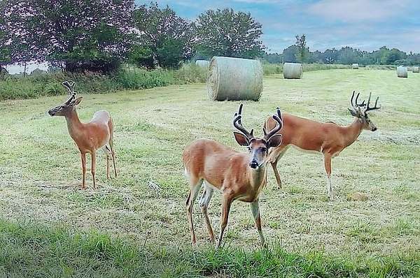 98 Acres of Land for Sale in Chilhowee, Missouri