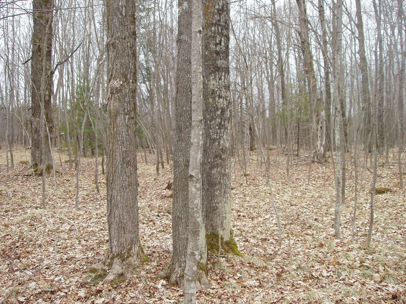 3 Acres of Residential Land for Sale in Park Falls, Wisconsin