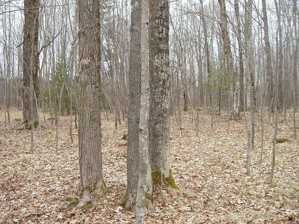 3 Acres of Residential Land for Sale in Park Falls, Wisconsin